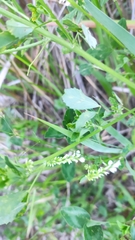 Melilotus albus