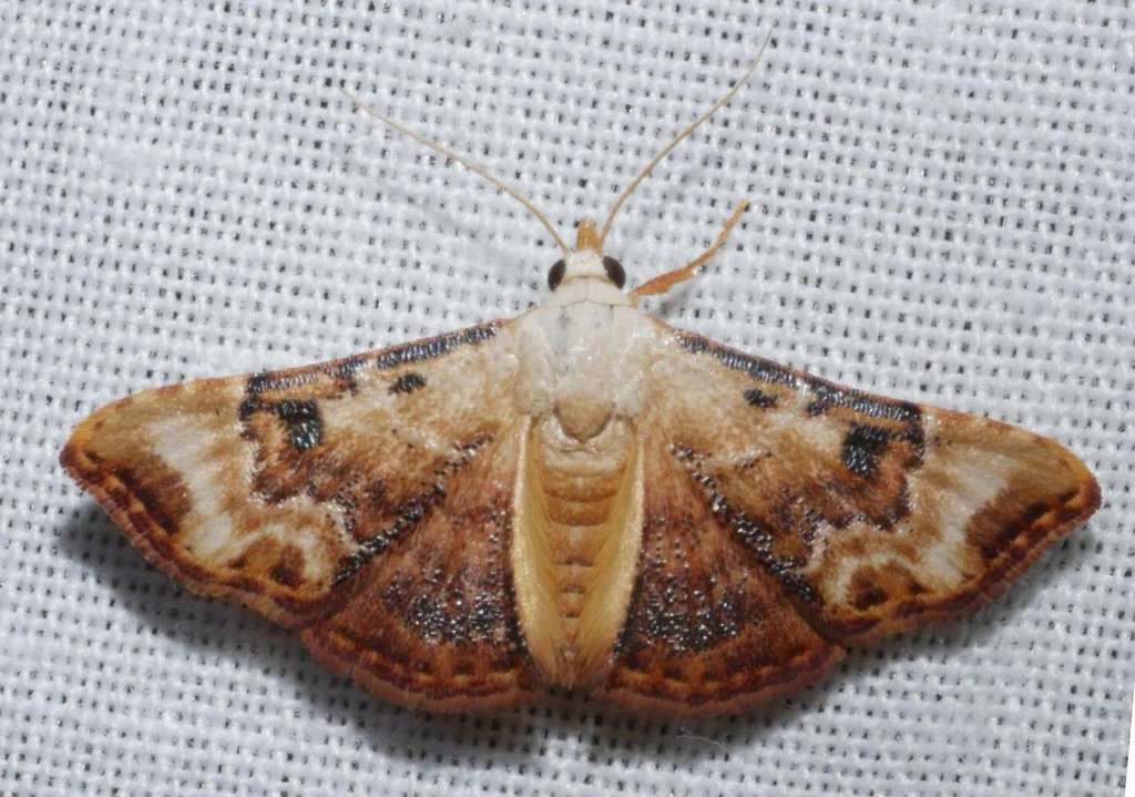 Corgatha molybdophaes