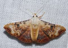 Corgatha molybdophaes