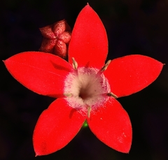 Pentas lanceolata