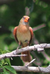 Cardinalis cardinalis
