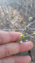 Randia aculeata aculeata