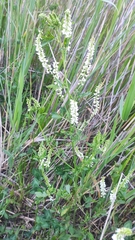 Melilotus albus