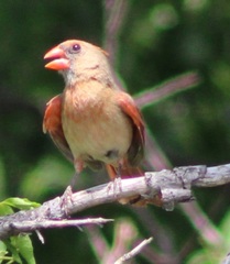Cardinalis cardinalis