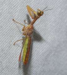 Campion tenuistrigus