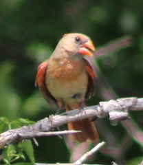 Cardinalis cardinalis