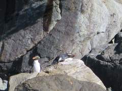 Eudyptes pachyrhynchus