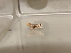 Ashibusa