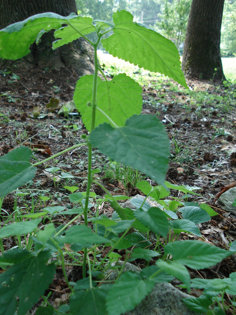 Crabweed (Fatoua villosa)
