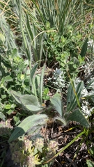 Pilosella auriculoides