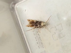 Ashibusa