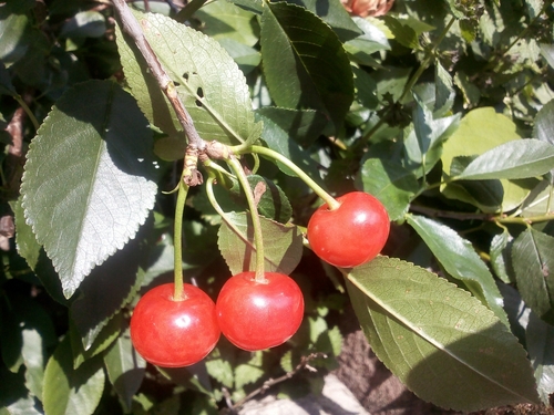 Paprastoji vyšnia nuotrauka