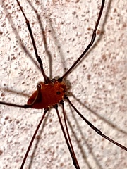 Leiobunum ventricosum