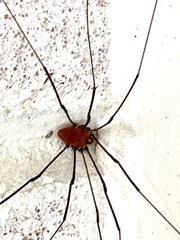 Leiobunum ventricosum