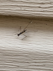 Rainieria antennaepes