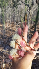 Calliandra tergemina emarginata