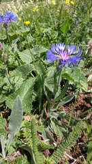 Centaurea fuscomarginata