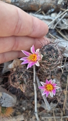 Mammillaria mazatlanensis