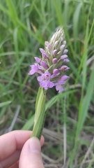 Dactylorhiza majalis baltica