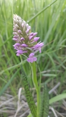 Dactylorhiza majalis baltica