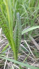 Dactylorhiza majalis baltica