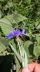 Centaurea fuscomarginata