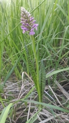 Dactylorhiza majalis baltica