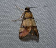 Deuterarcha xanthomela