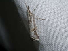 Hednota longipalpella