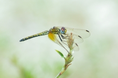 Trithemis arteriosa