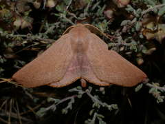 Monoctenia smerintharia