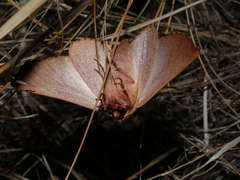 Monoctenia smerintharia