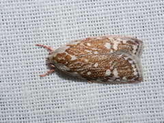 Euchaetis metallota