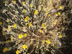 Helianthemum croceum