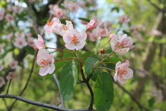 Malus ioensis