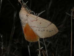 Entometa chlorosacca