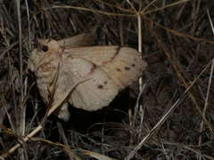 Entometa chlorosacca