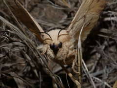 Entometa chlorosacca