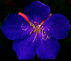 Pleroma semidecandrum