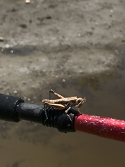 Oedaleonotus phryneicus