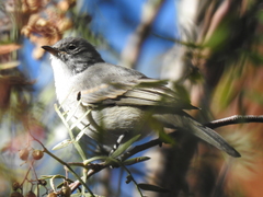 Camptostoma obsoletum