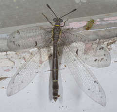 Bandidus canifrons