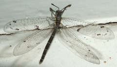 Bandidus canifrons