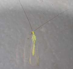 Plesiochrysa ramburi