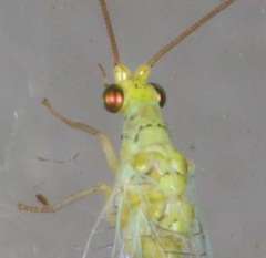 Plesiochrysa ramburi