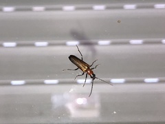 Anogcodes rufiventris