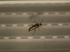 Anogcodes rufiventris