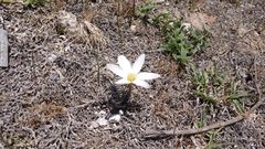 Zephyranthes fosteri