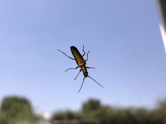 Anogcodes rufiventris