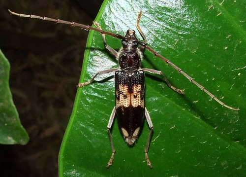 eucalyptus longhorn borer